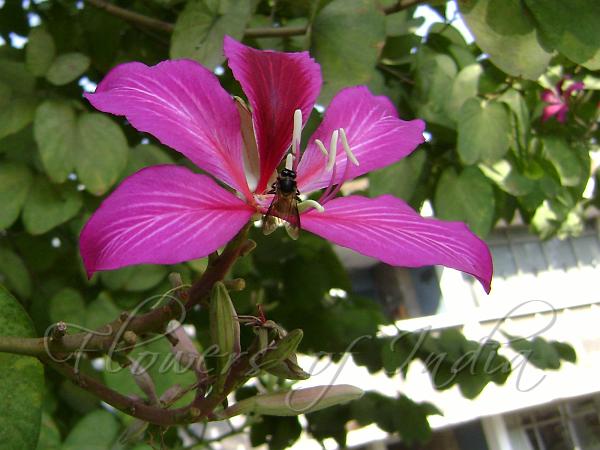 Hong Kong Orchid Tree